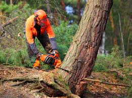 Professional Tree Removal and Landscaping Services in Anderson, SC